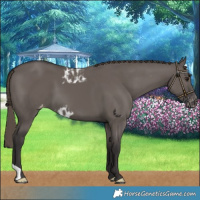 Horse Color:Smoky Grullo Skewed LP Spotted 
