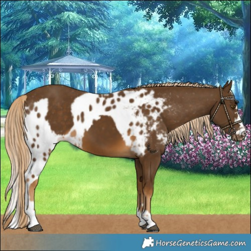 Horse Color:Chocolate Palomino Skewed LP Spotted