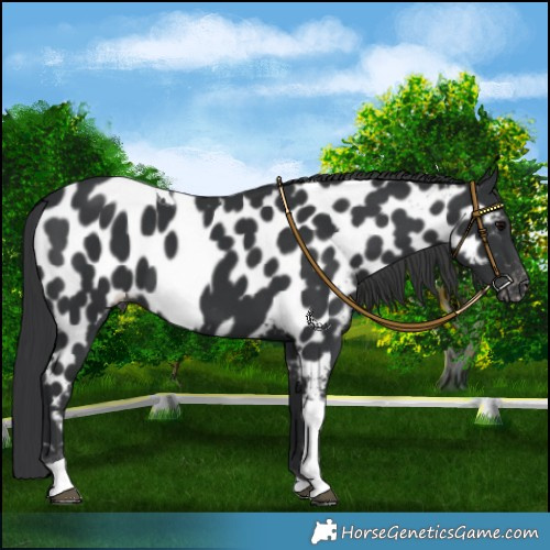 Horse Color:Black Tobiano Near Leopard 