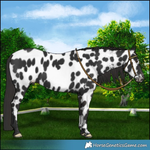 Horse Color:Liver Chestnut Near Leopard 