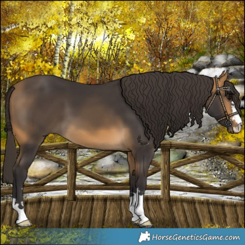 Horse Color:Buckskin 