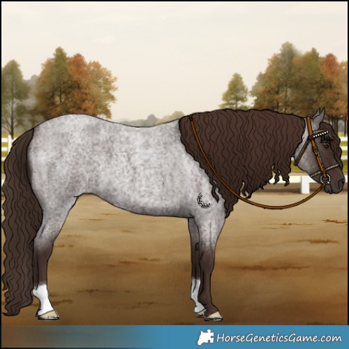 Horse Color:Liver Red Roan 
