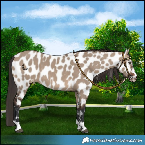 Horse Color:Brown Dun Near Leopard 