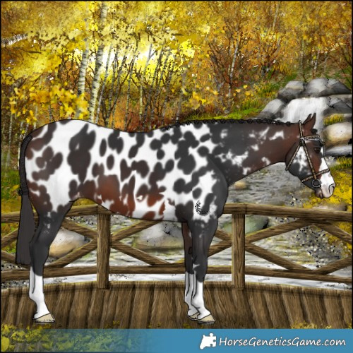 Horse Color:Brown Near Leopard 