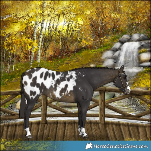 Horse Color:Buckskin Blanket 