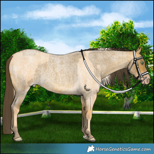 Horse Color:Gold Cream Champagne Roan  and Sable Cream Champagne Roan 