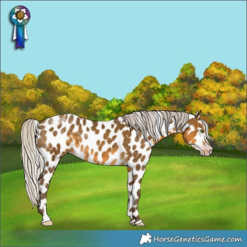 Horse Color:Gray White Spotted Silver Classic Cream Champagne Splash Appaloosa 