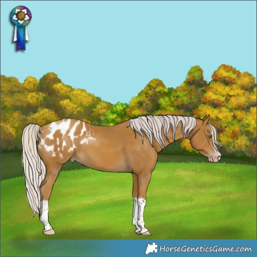 Horse Color:Gray Silver Classic Cream Champagne Splash Appaloosa