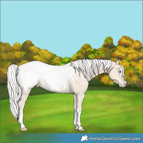Horse Color:White Spotted Silver Smoky Creme Splash Appaloosa