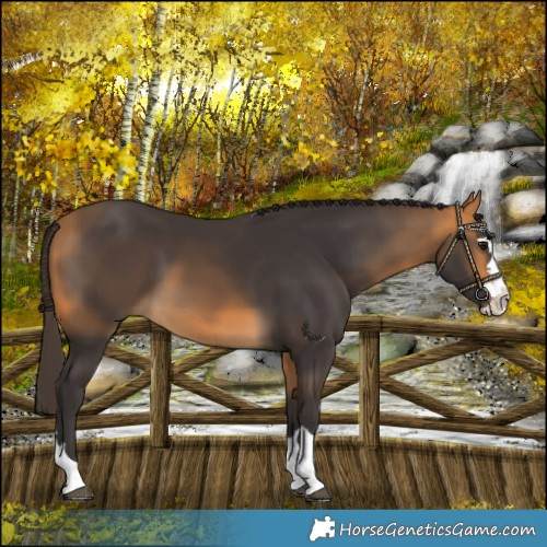 Horse Color:Buckskin Splash 
