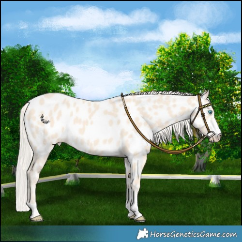 Horse Color:Cremello Near Leopard 