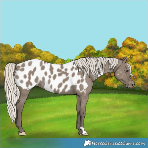 Horse Color:Silver Smoky Grullo Blanket