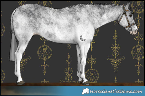 Horse Color:White Spotted Black Rabicano 