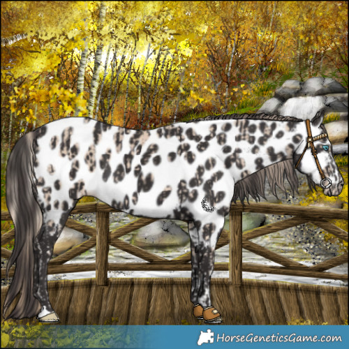 Horse Color:Smoky Creme Appaloosa and Smoky Black Appaloosa