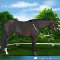 Horse Color:Brown and Black
