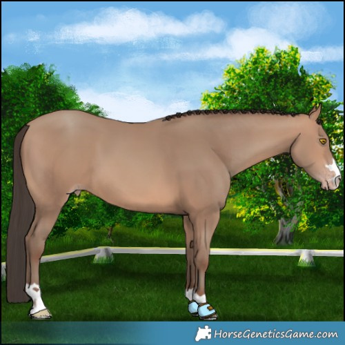 Horse Color:Sable Champagne