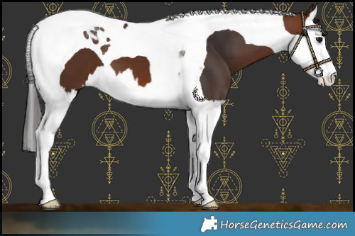 Horse Color:Brown Splash Tobiano