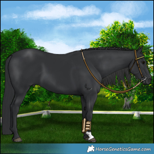 Horse Color:Black 