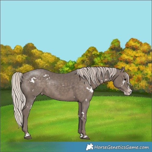 Horse Color:White Spotted Silver Black Splash Varnish