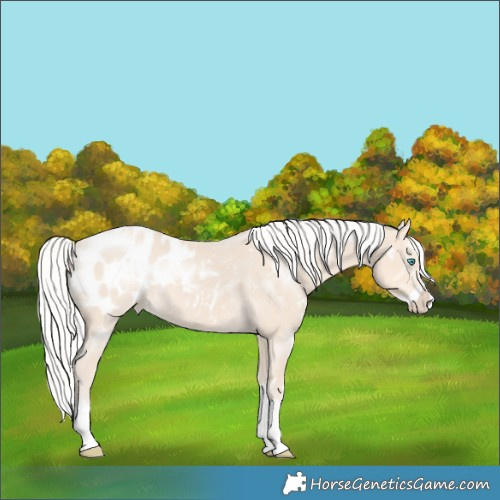 Horse Color:White Spotted Silver Smoky Creme Splash Appaloosa 
