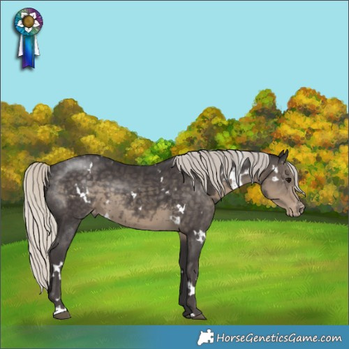 Horse Color:White Spotted Silver Smoky Black Appaloosa