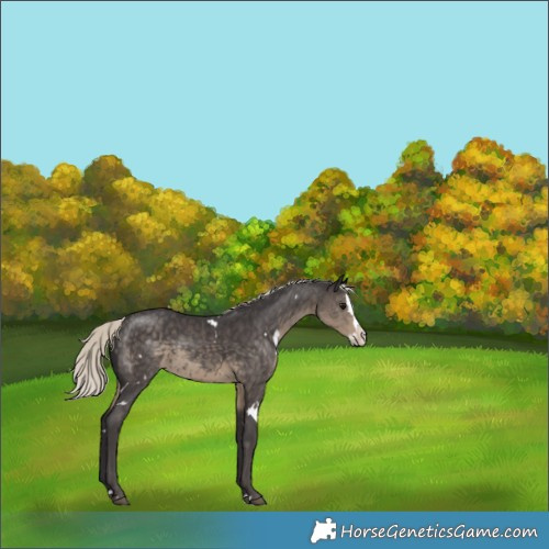 Horse Color:White Spotted Silver Smoky Black Splash Appaloosa 