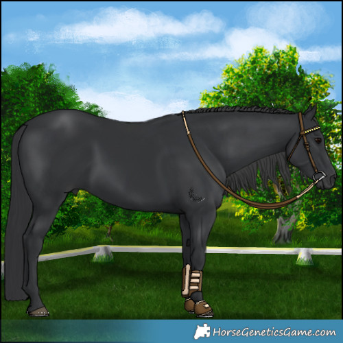 Horse Color:Black 