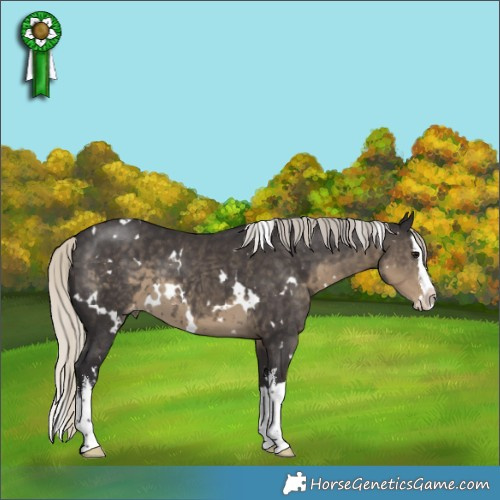 Horse Color:White Spotted Silver Smoky Black Splash Varnish