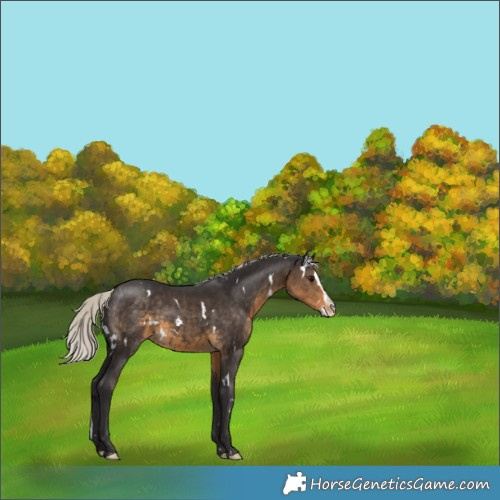 Horse Color:White Spotted Silver Smoky Black Splash Appaloosa 