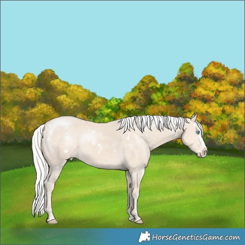Horse Color:White Spotted Silver Smoky Creme Splash Varnish