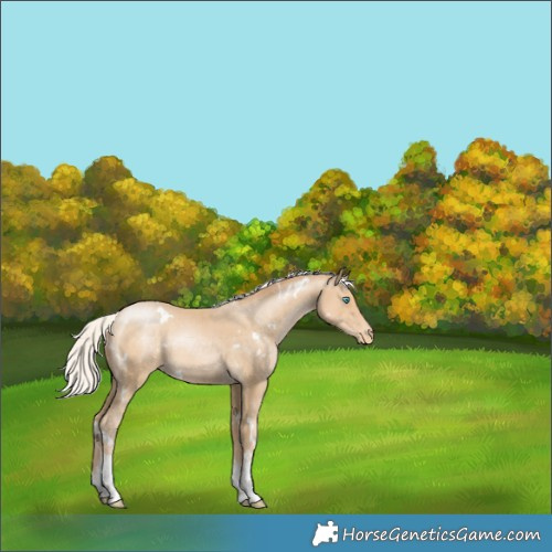 Horse Color:White Spotted Silver Smoky Black Pearl Appaloosa 