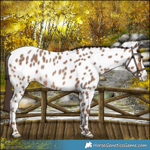 Horse Color:Sable Champagne Splash Near Leopard 