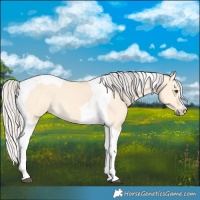 Horse Color:Silver Buckskin Dun Tobiano