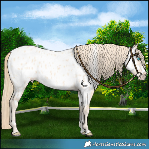 Horse Color:Perlino Splash Near Leopard 