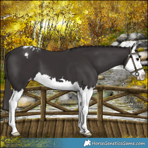 Horse Color:Smoky Black Splash Blanket 
