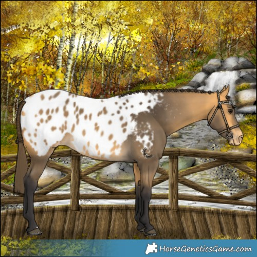 Horse Color:Buckskin Blanket