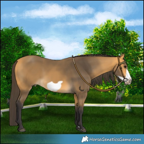 Horse Color:Buckskin Frame 