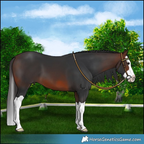 Horse Color:Brown Splash 