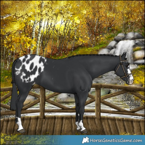 Horse Color:Black Blanket 