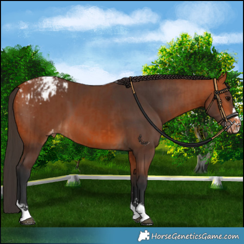 Horse Color:Bay Appaloosa  and Bay Appaloosa 