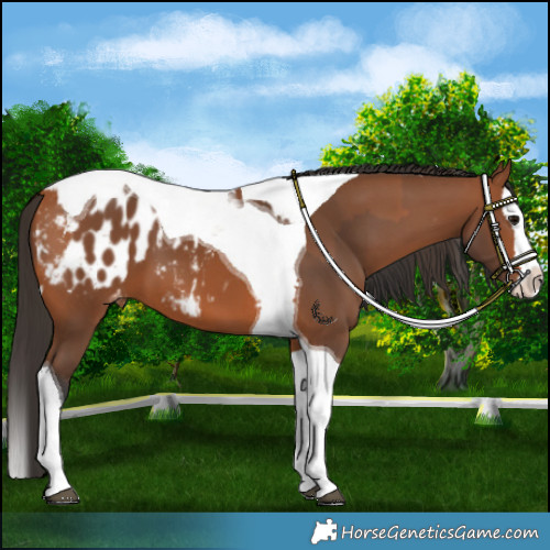 Horse Color:Bay Splash Tobiano Appaloosa  and Bay Splash Tobiano Appaloosa 