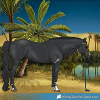 Horse Color:Black 