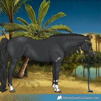 Horse Color:Black 