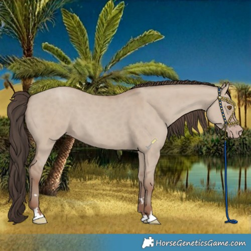 Horse Color:Classic Champagne Dun