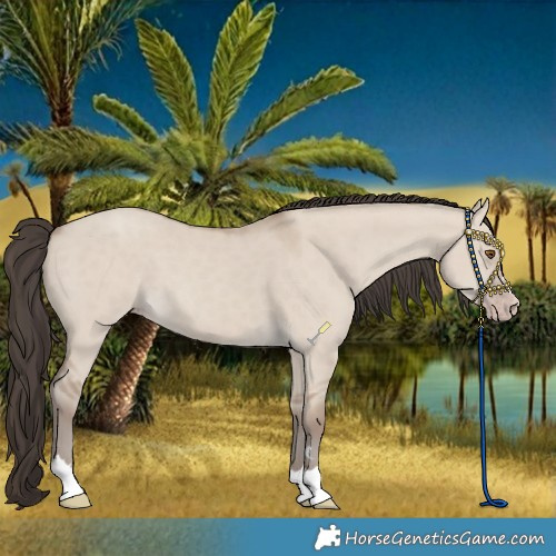 Horse Color:Classic Champagne Dun 