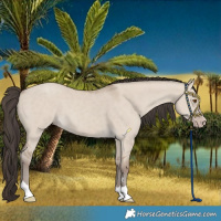 Horse Color:Classic Champagne Dun