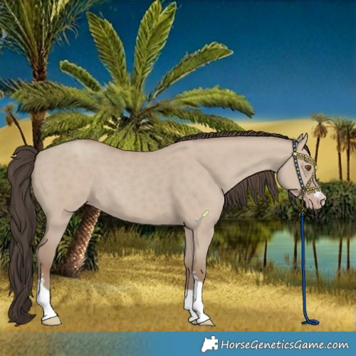 Horse Color:Classic Champagne Dun