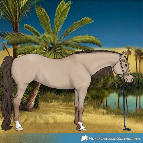 Horse Color:Classic Champagne Dun 