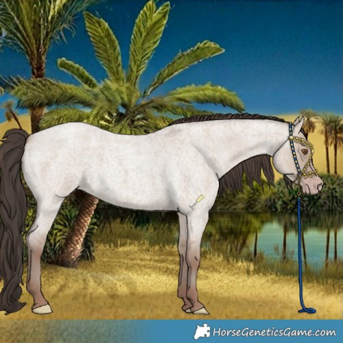 Horse Color:Classic Champagne Roan Dun