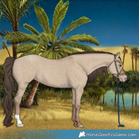 Horse Color:Classic Champagne Dun 